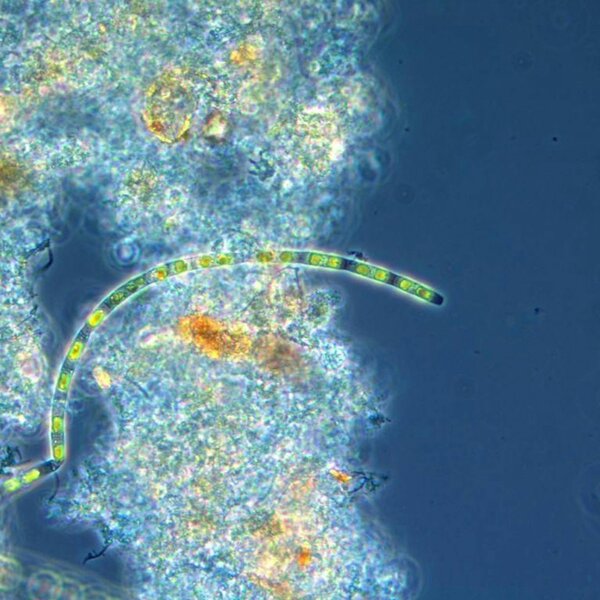 Waste Not, Want Not: AI Startup Opseyes Revolutionizes Wastewater Analysis - Ep. 145