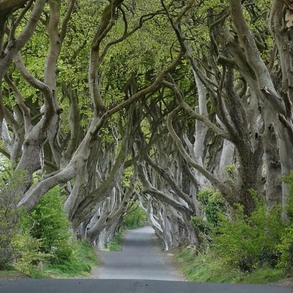Ep. 38: Spoiler Alert! AI Predicts Next Chapter in Game of Thrones Saga